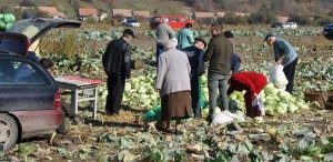 A szépvízi káposztavásár székelyföldi szintű fesztivál lehetne