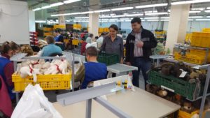 Tervezés alatt a Székely baba