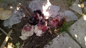 Lassan Bögöz község összes településén volt medvekár