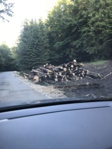 Gazdátlan farakomány a büdösfürdői út mellett