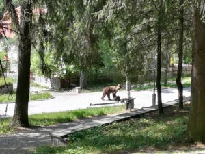 Sürgősségi segélyből támogatnák a medvetámadások áldozatainak felépülését