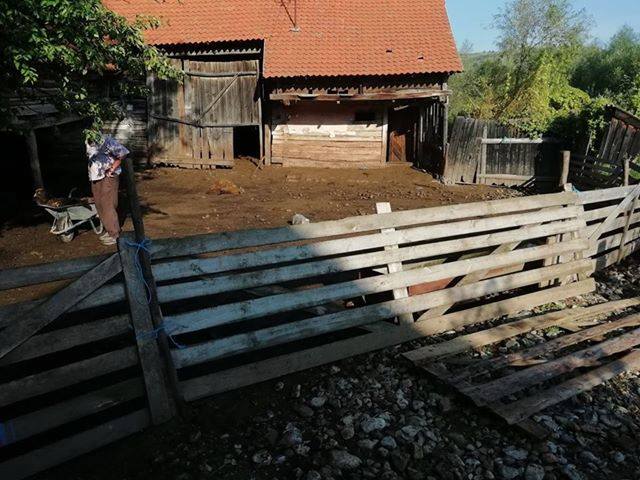 Medvetámadás Abásfalván