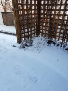 Igényelhető vadkamera a kártevő medvék bizonyítására