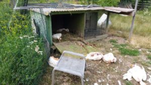 A minisztérium azonnali hatállyal távolítsa el a Pálfalván garázdálkodó medvét
