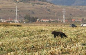 Elszállították a hárombocsos medvét a Szent Anna–tó környékéről