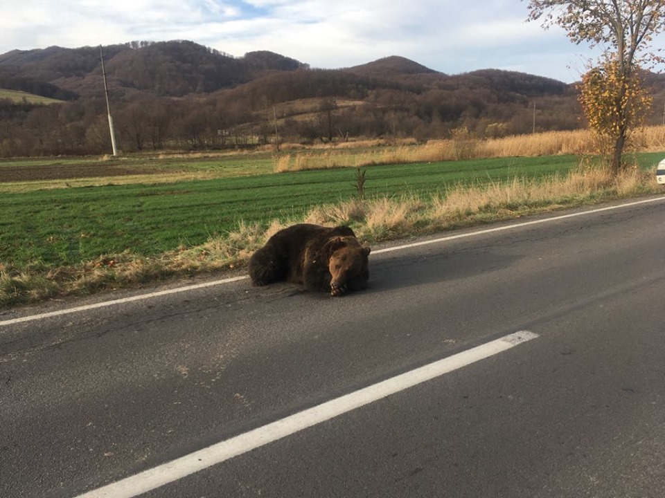 Kilőtték a Parajd és Szováta között elgázolt medvét