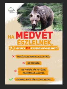 Mit tegyünk és mit ne tegyünk ha medvével találkozunk?