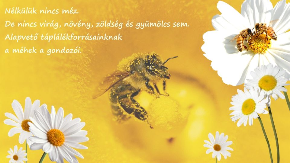 Általuk édesebb az élet- Ma van a méhek világnapja!