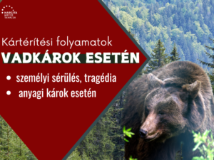 A veszély állandó. Hogyan számolják el a nagyvadak által okozott károkat?